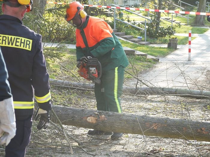Pappeln gef&auml;hrden die Sicherheit