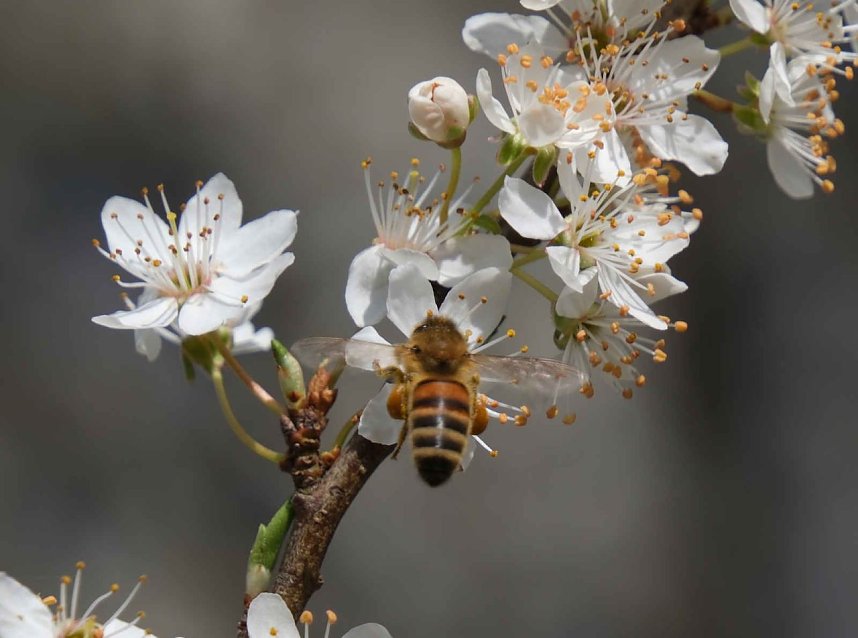 Peter Blei unterwegs im Fr&uuml;hling