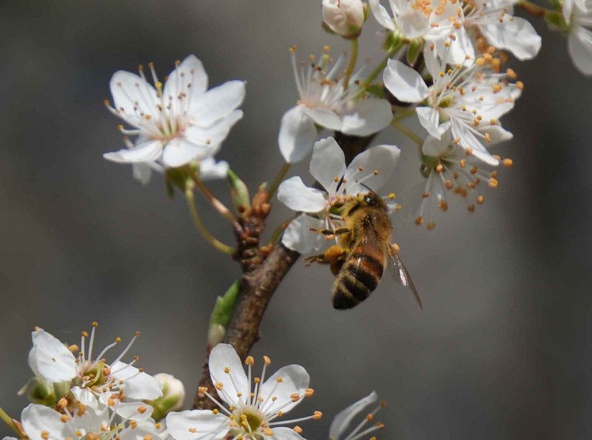 Peter Blei unterwegs im Fr&uuml;hling