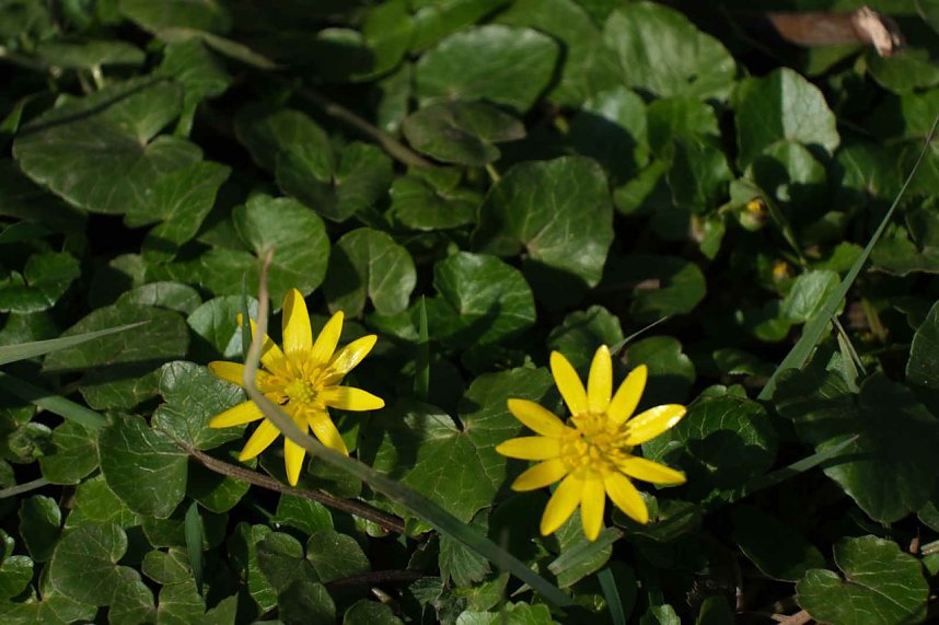 Peter Blei unterwegs im Fr&uuml;hling