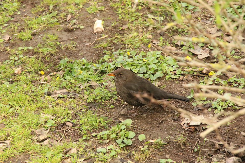 Fr&uuml;hlingserwachen zum verkaufsoffenen Sonntag