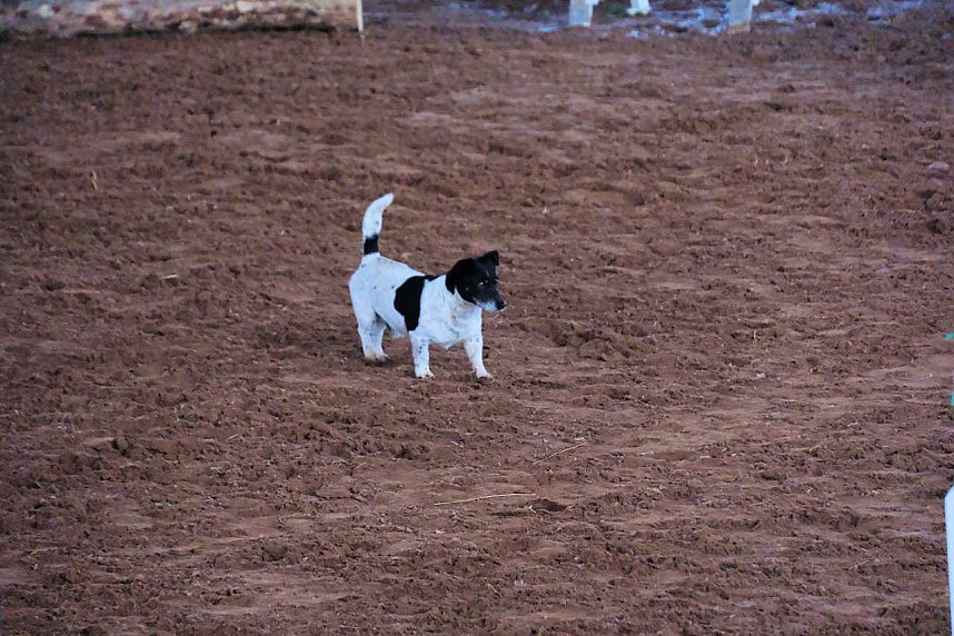 Nordth&uuml;ringer Hallenspringturnier