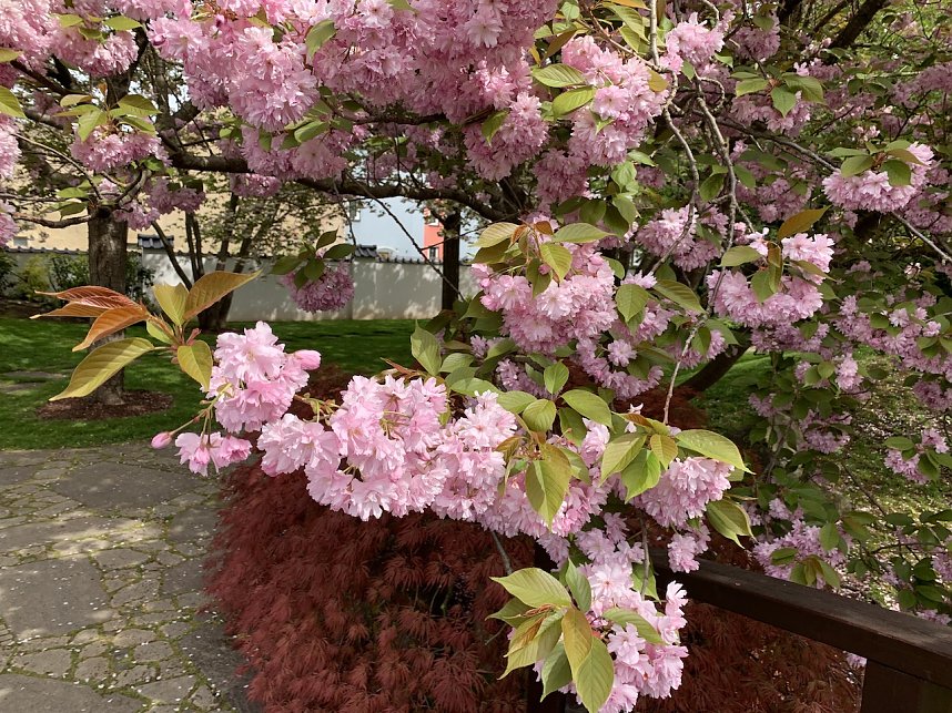 Ein Besuch in der Rosenstadt Bad Langensalza lohnt sich