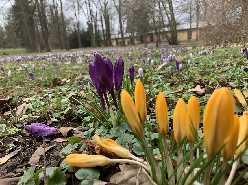 Ein Besuch in der Rosenstadt Bad Langensalza lohnt sich