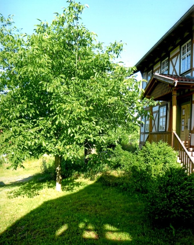 Wundersch&ouml;ner Walnusbaum in Limlingerode im Sommer 2023