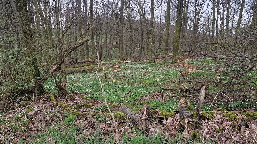 Was ist los im "Herreder H&ouml;lzchen"?