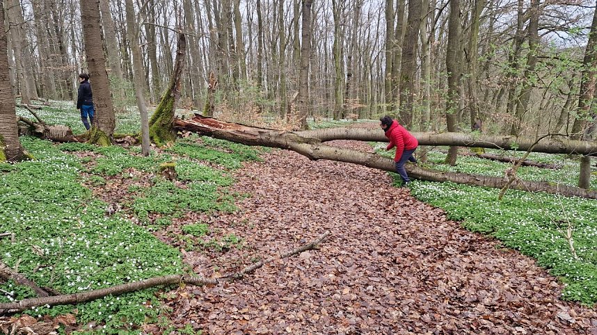 K&ouml;nnte der Weg zu einer Hindernis-Parcours ausgebaut werden?