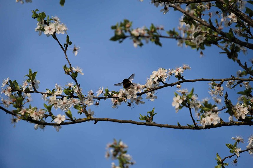 Ostern am Rosenteich