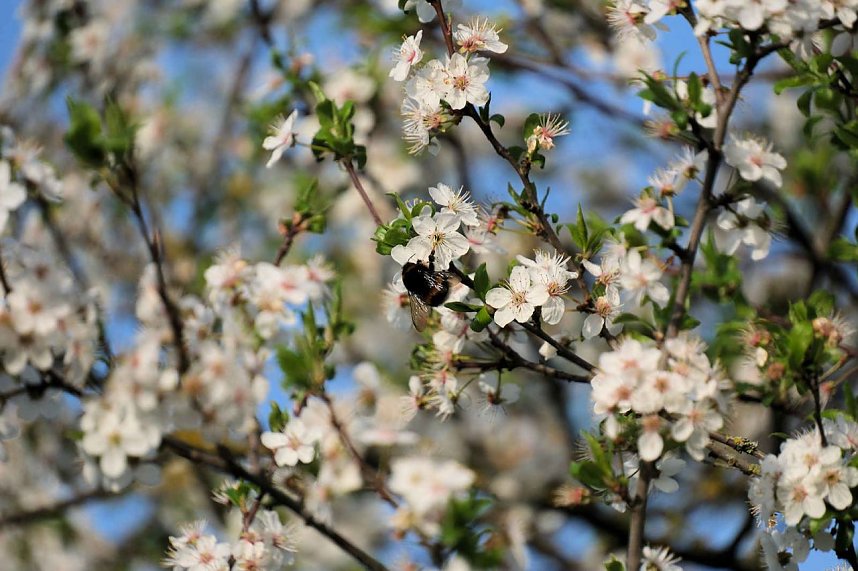 Ostern am Rosenteich