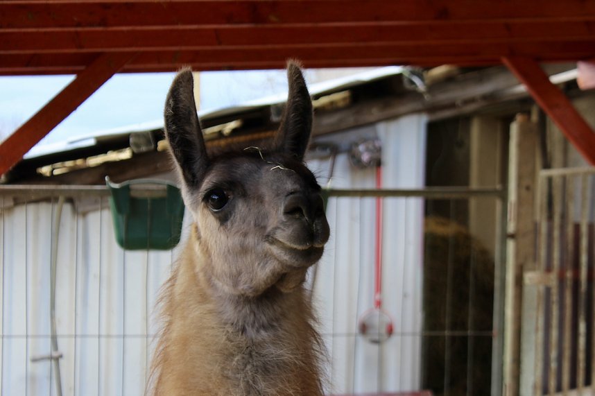 Unstrut-Lamas in Herbsleben