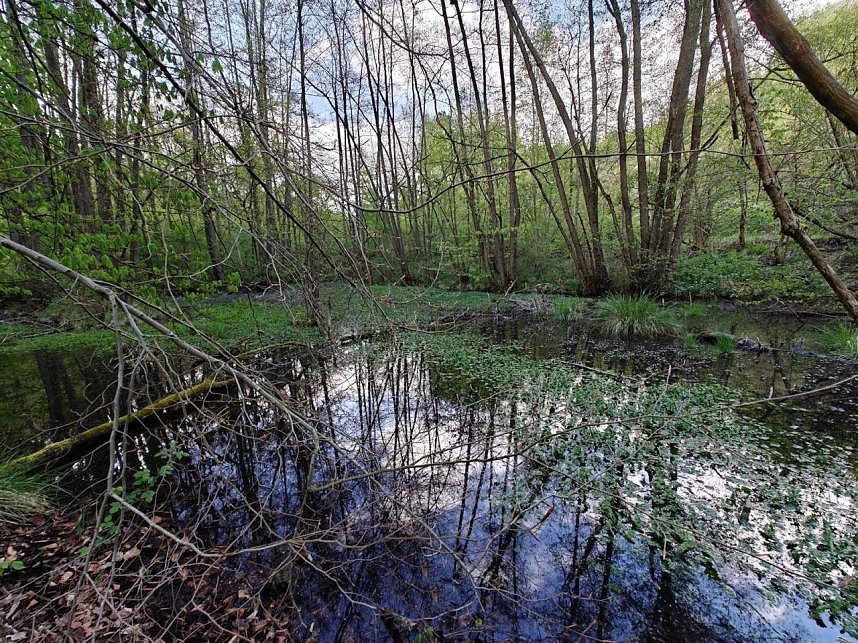 Sturmsch&auml;den,viel Wasser und sehr gute Fernsicht am ehemaligen Wald bei Urbach