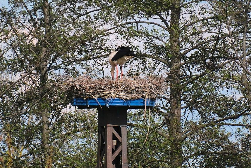 Flora und Fauna am Stausee Kelbra