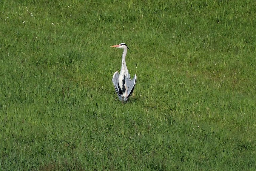 Flora und Fauna am Stausee Kelbra