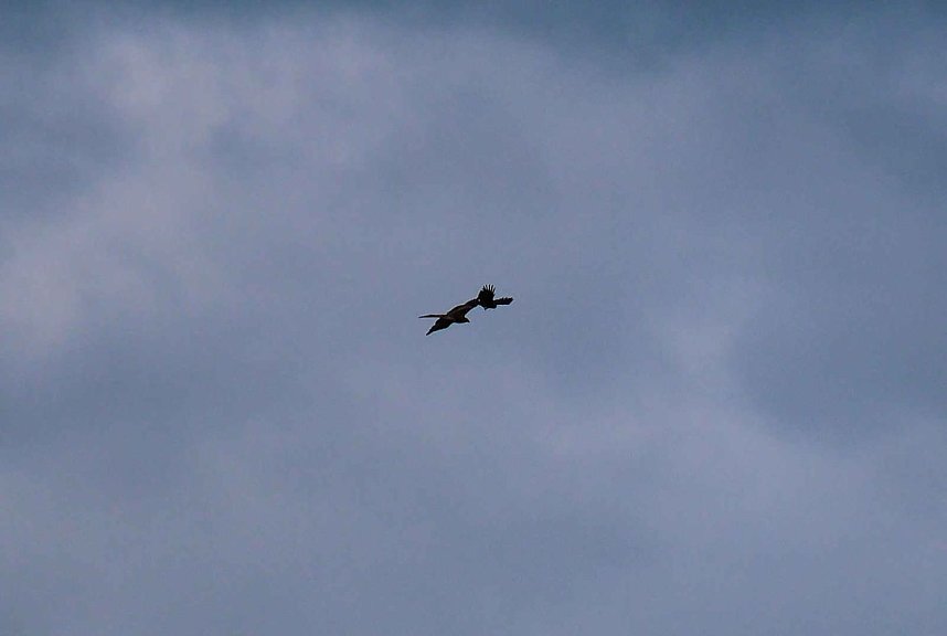 Flora und Fauna am Stausee Kelbra
