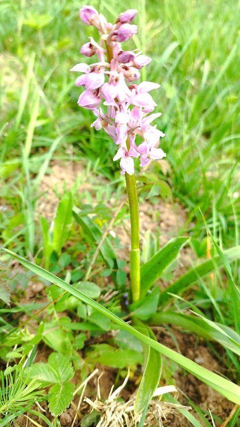 Sch&ouml;nheiten der Natur