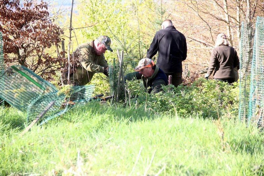 B&auml;ume im Ellricher Stadtwald gepflanzt