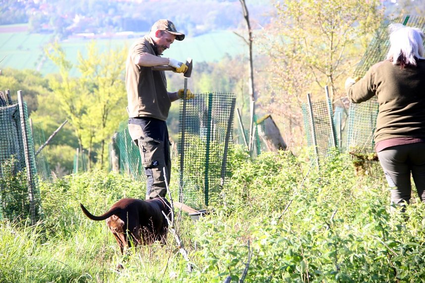 B&auml;ume im Ellricher Stadtwald gepflanzt