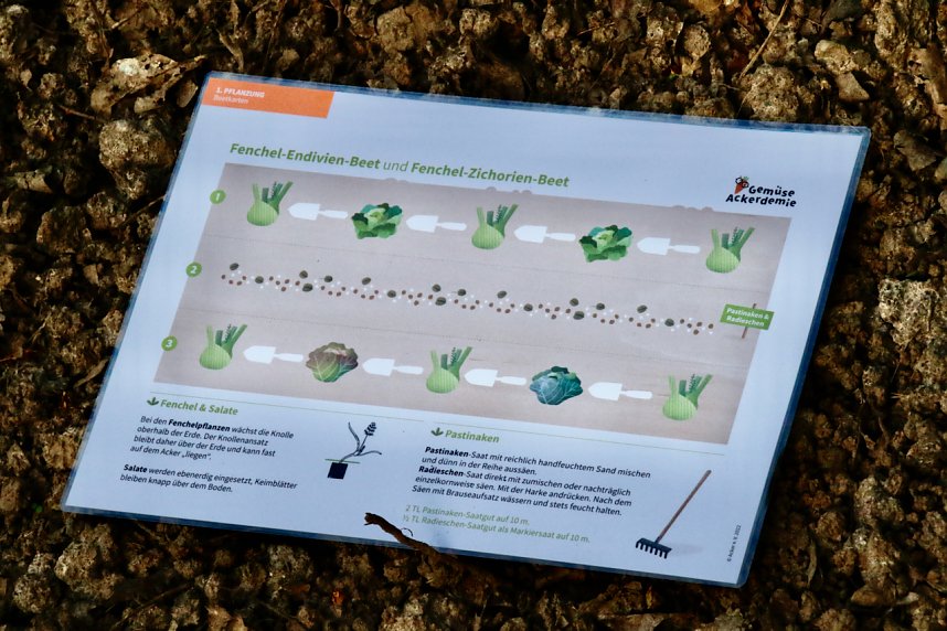 Die Gem&uuml;seackerdemie am F&ouml;rderzentrum Pestalozzi