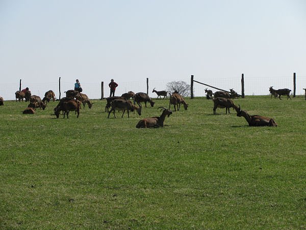 L&auml;mmer ausgetrieben