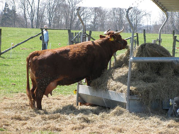 L&auml;mmer ausgetrieben