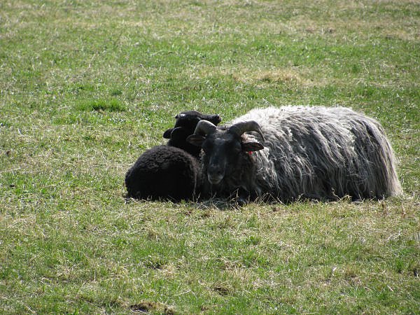 L&auml;mmer ausgetrieben