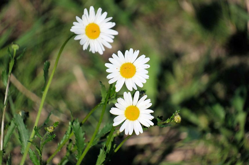 Peter Blei unterwegs oberhalb von Steigerthal