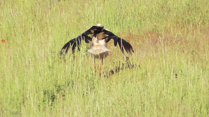 St&ouml;rche in der Goldenen Aue