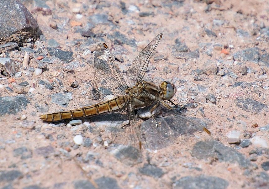 Peter Blei unterwegs in der Windl&uuml;cke