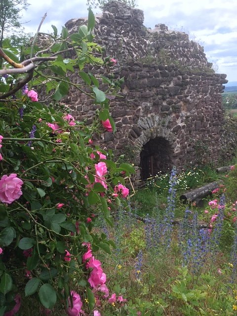 Rosenbl&uuml;te auf der Ebersburg