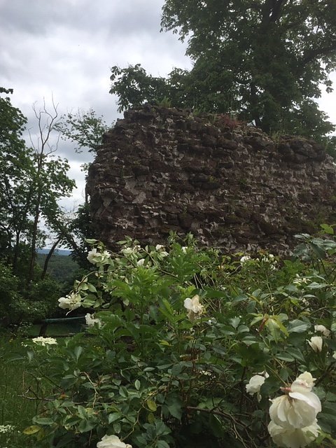 Rosenbl&uuml;te auf der Ebersburg