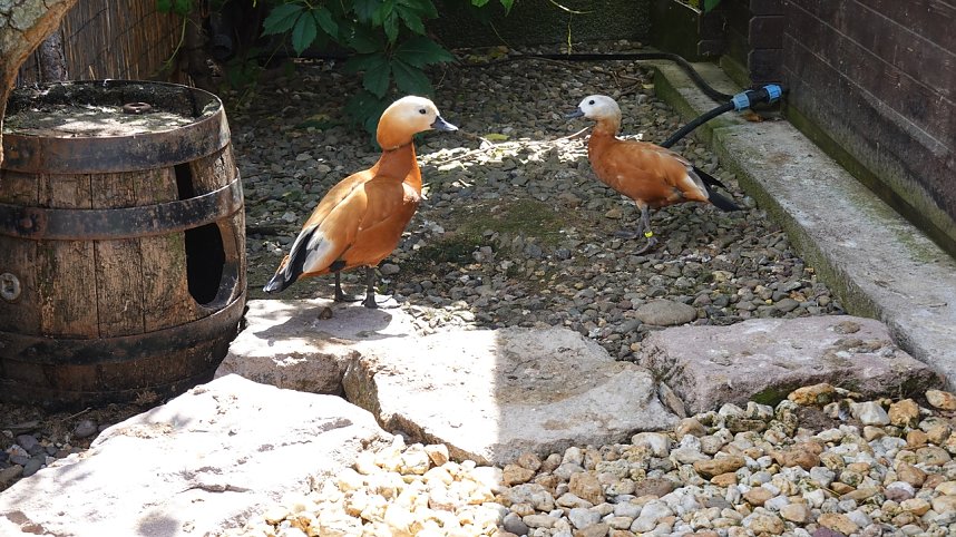 Offener Garten in Uthleben