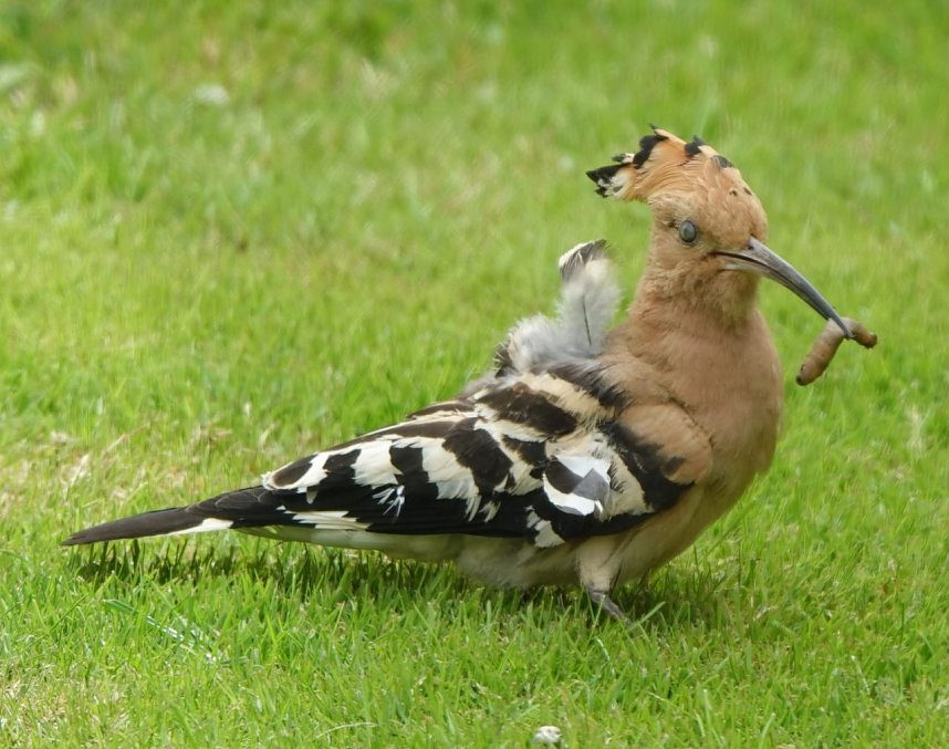 Wiedehopf zu Besuch im Garten
