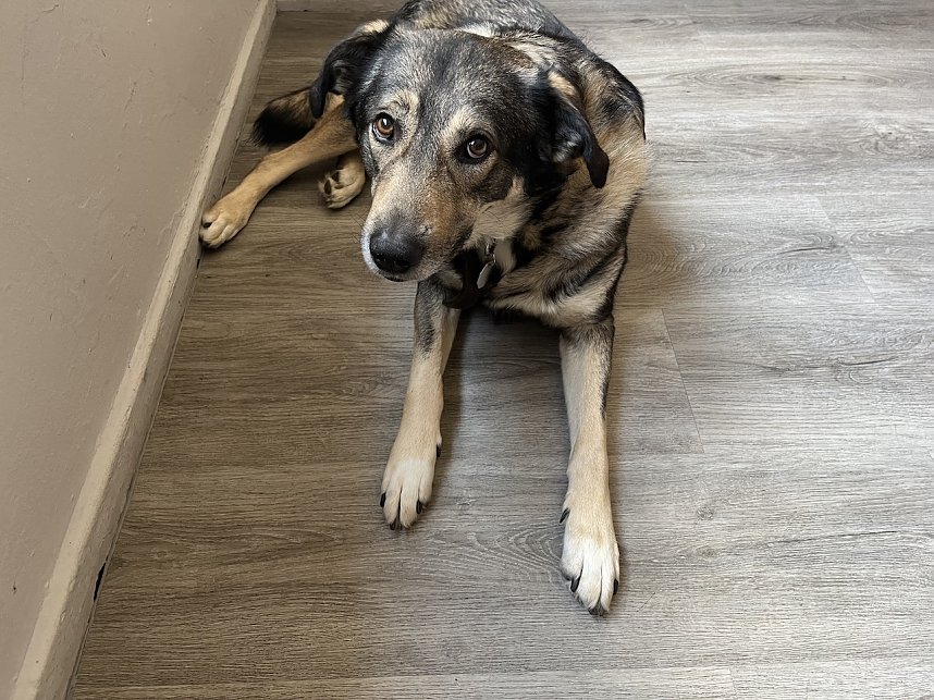 Interessierter Zaungast der heutigen Pressekonferenz
