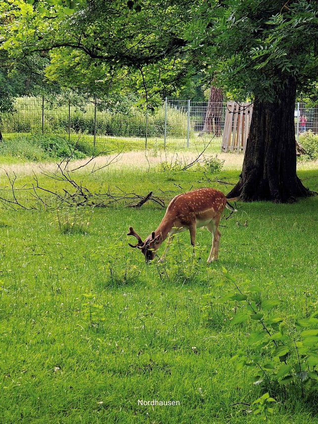 Impressionen im sommerlichen Stadtpark