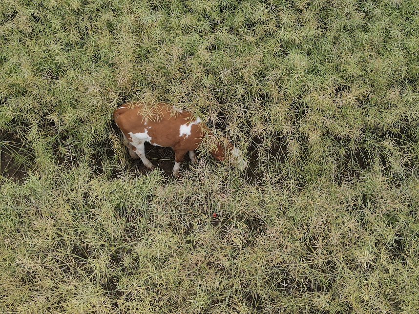 Gestellt im Feld - Kalb wurde nach neun Wochen wieder eingefangen