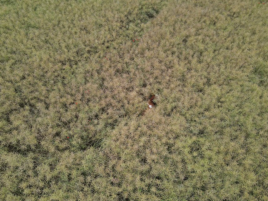 Gestellt im Feld - Kalb wurde nach neun Wochen wieder eingefangen