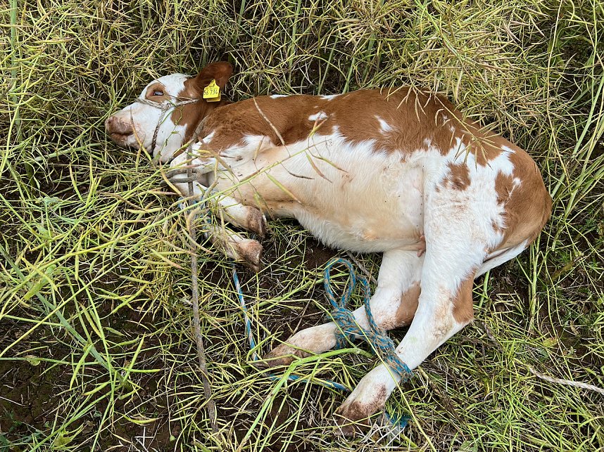 Gestellt im Feld - Kalb wurde nach neun Wochen wieder eingefangen