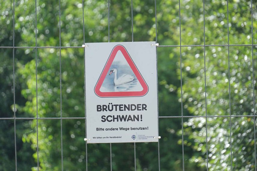 Peter Blei unterwegs auf Schwanensuche