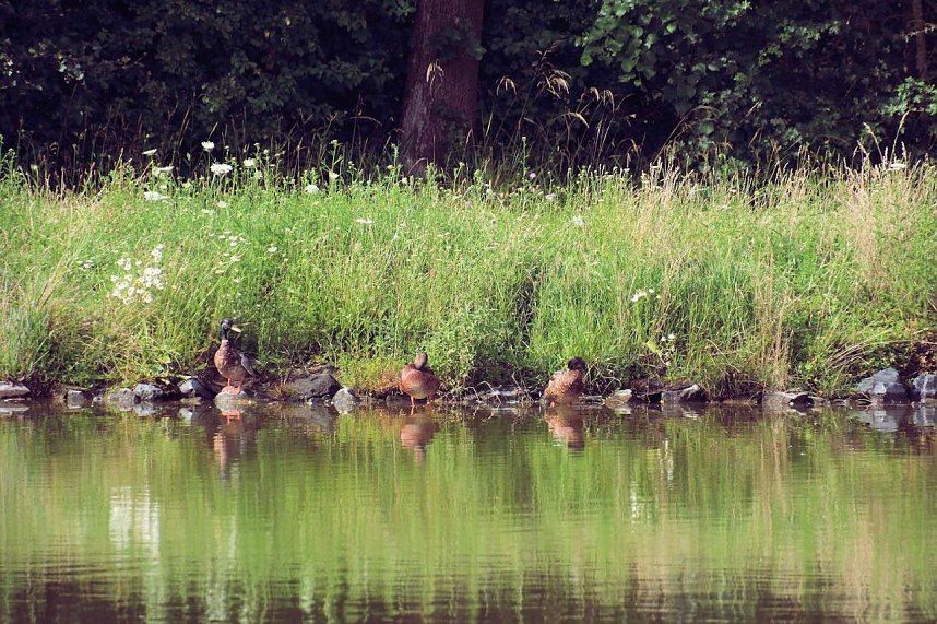 Peter Blei unterwegs auf Schwanensuche