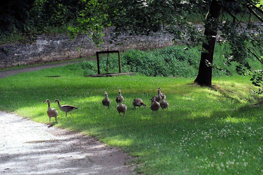 Peter Blei unterwegs auf Schwanensuche