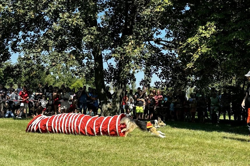 Rettungshundestaffel Team-Dogs 