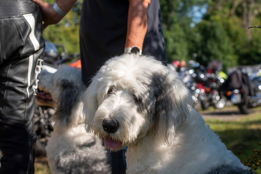 F&uuml;r die gute Sache durch den Harz - rund 80 Motorr&auml;der nahmen am "Ride for Charity" teil