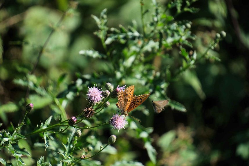 Peter Blei unterwegs an der Neust&auml;dter Talsperre