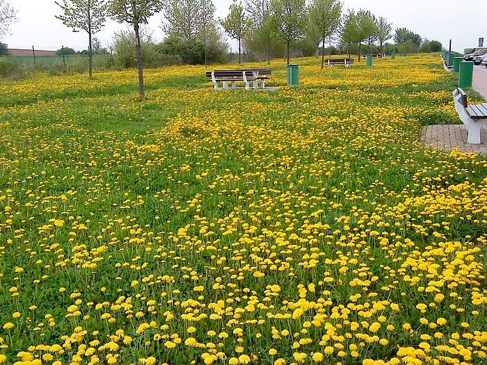 Gr&uuml;n mit Gelbstich