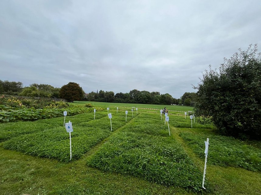 Sensenmeisterschaft in Kehmstedt