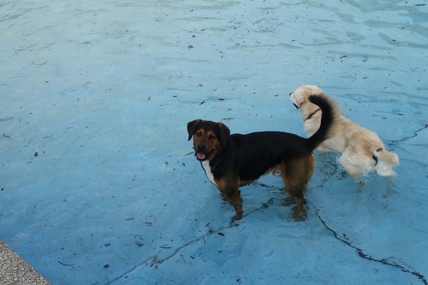 Hundebaden im Salzaquellbad