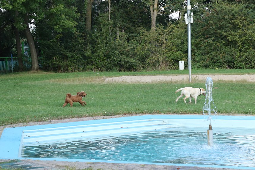Hundebaden im Salzaquellbad