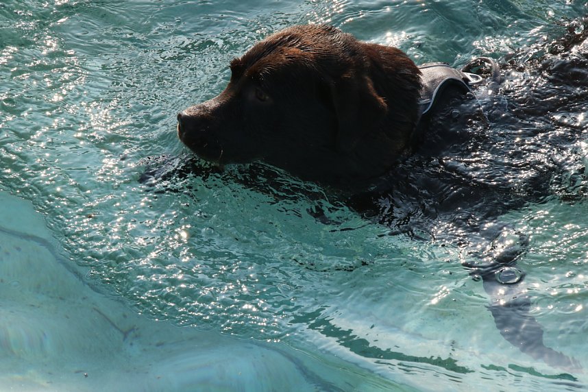 Hundebaden im Salzaquellbad