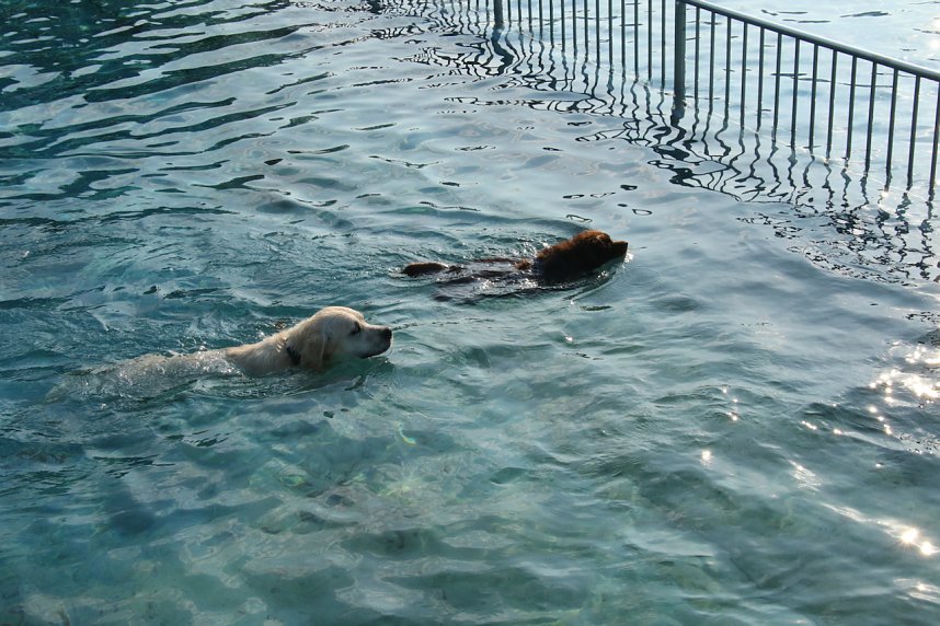 Hundebaden im Salzaquellbad