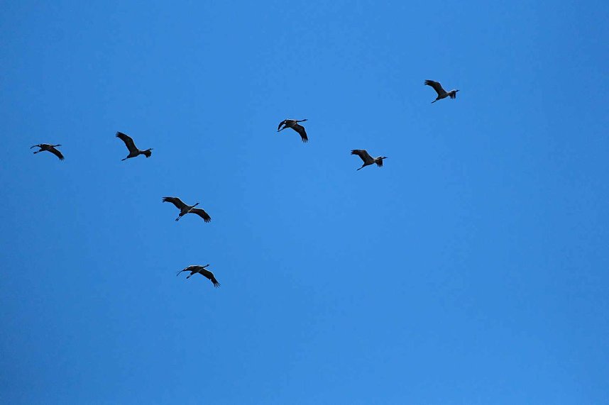 Kranichrast im S&uuml;dharz